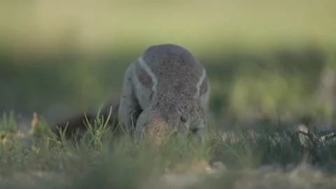 Ground squirrel eating, close up Stock Footage 263967434