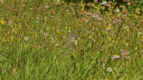 Ground squirrel eating Stock Footage 520702