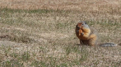 Ground Squirrel Eating Stock-Footage 49473098