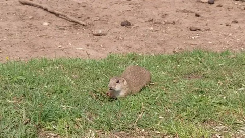 Ground squirrel is eating Video stock 153755765