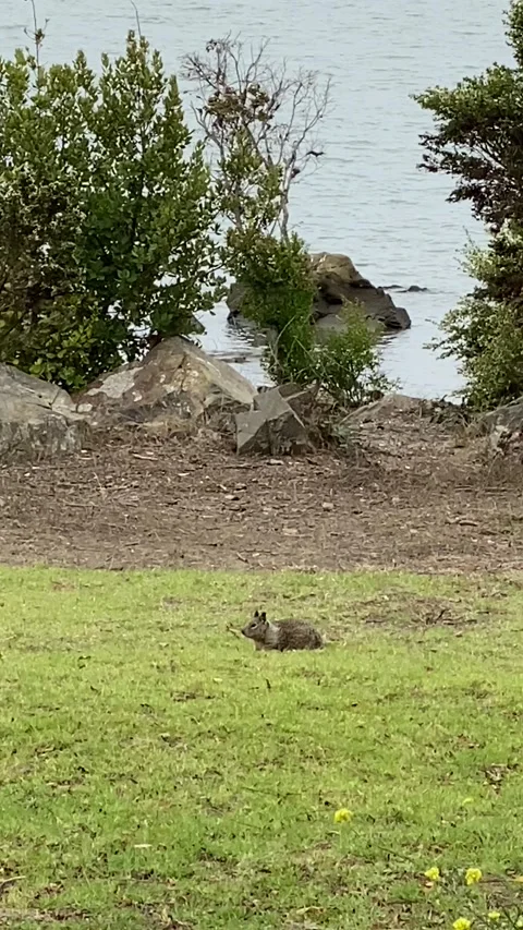 Ground squirrel eating Stock Footage 163871816