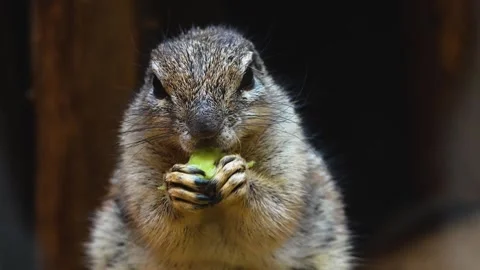 A ground squirrel eating Stock Footage 263052556