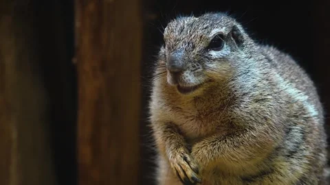 A ground squirrel eating Stock Footage 263899073