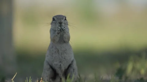Ground squirrel eating Stock Footage 263962792