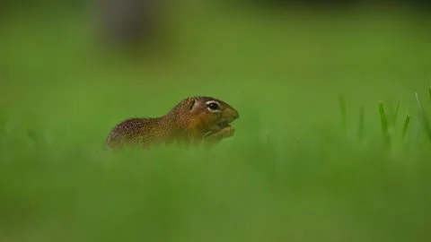 Ground squirrel, eating in a grassy field. Stock Footage 331199480