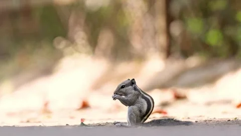Ground squirrel eating green leaf in nature Stock Footage 322212332