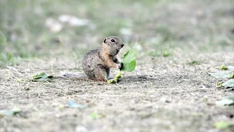 Ground squirrel eating green leaf in nature Stock Footage 322212334