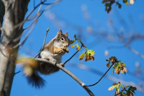 Ground squirrel eating Stock Photos
