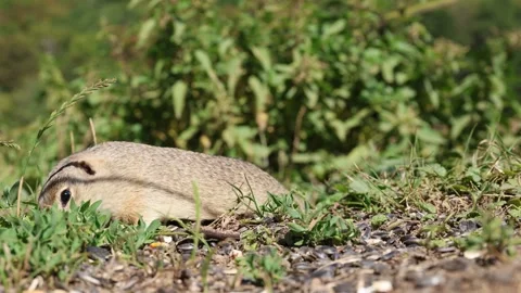 Ground squirrel eating a sunflower. 스톡 동영상 329617119