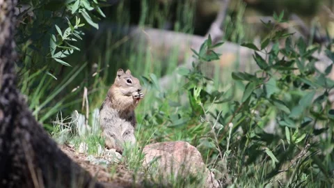 Ground squirrel eats food while sitting on a rock Stock Footage 345546800
