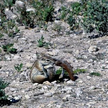 Ground squirrel, Etosha Stock Photos