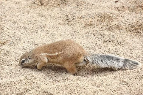 A ground squirrel explores a sandy environment, showcasing its natural behavi Stock Photos