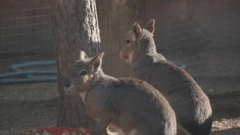 Ground squirrel in farm. Cute animals eating some food.  Stock Footage 126734168