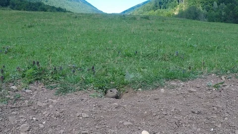 Ground Squirrel feed on sunflower Stock Footage 126423992
