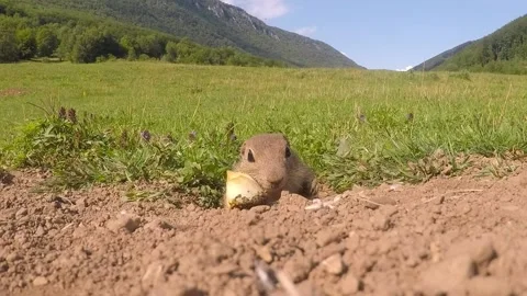 Ground Squirrel feed on sunflower Stock-Footage 130212164