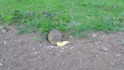 Ground Squirrel feed on sunflower Stock-Footage 146475358