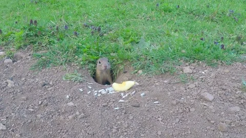 Ground Squirrel feed on sunflower Stock Footage 146475817
