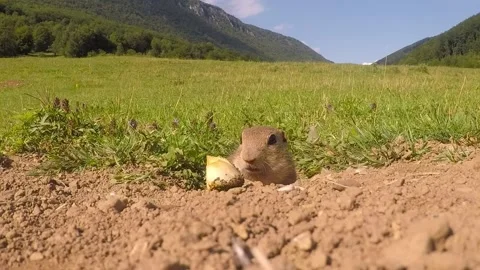 Ground Squirrel feed on sunflower Stock-Footage 146476007