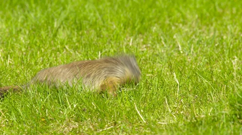 Ground Squirrel. feeding Video stock 34147789