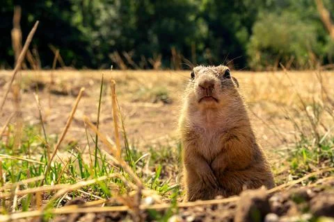 Ground squirrel, feeding ground squirrels in Muran, Slovakia, prairie dog Stock Photos