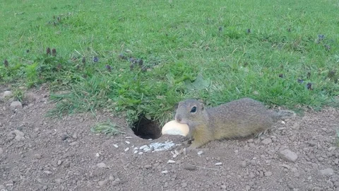 Ground Squirrel on the field Stock Footage 146474893