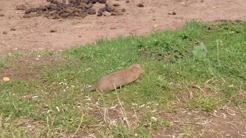 Ground squirrel on the field Video stock 153755781