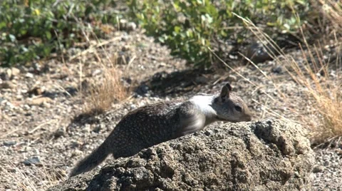 Ground squirrel 库存影片 943590