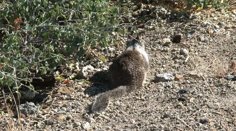 Ground squirrel 库存影片 943619