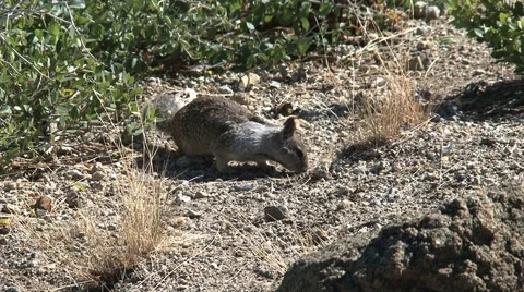 Ground squirrel 库存影片 943647