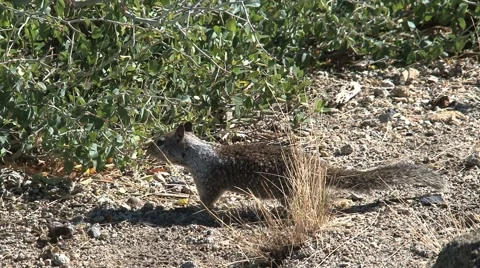 Ground squirrel 库存影片 943678