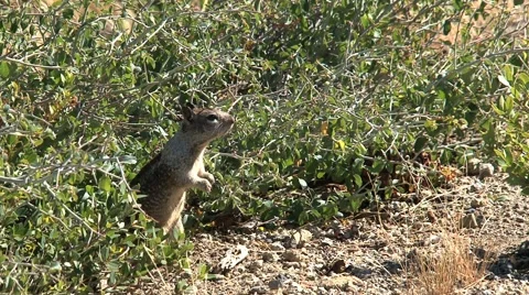 Ground squirrel 库存影片 943698