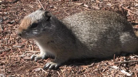 Ground Squirrel Stock Footage 7727336