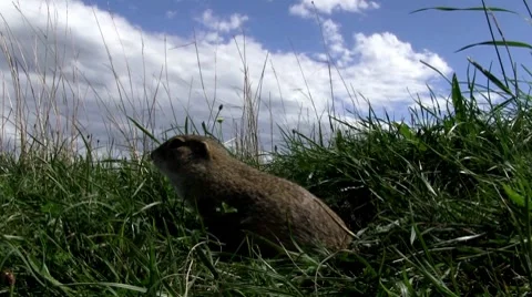 Ground squirrel 库存影片 8837913