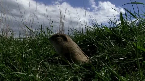 Ground squirrel 库存影片 8838484
