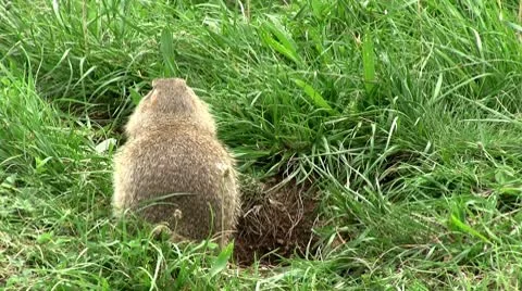 Ground squirrel 库存影片 8839496