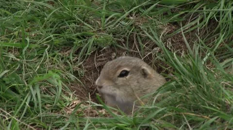 Ground squirrel Stock Footage