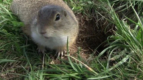 Ground squirrel 库存影片 8960351