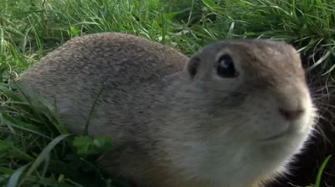 Ground squirrel 库存影片 8960358