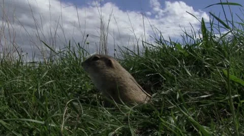 Ground squirrel 库存影片 8960529