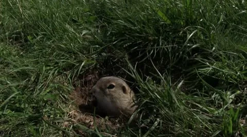Ground squirrel 库存影片 8960678