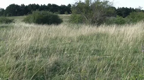 Ground squirrel 库存影片 8961535