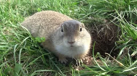 Ground squirrel 库存影片 8961538