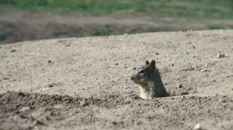 Ground squirrel 스톡 동영상 10746714