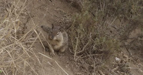Ground Squirrel Video stock 41959280