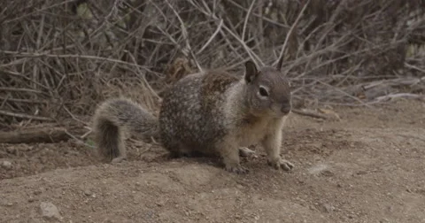 Ground Squirrel Video stock 41964269