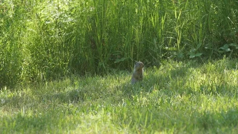 Ground Squirrel 動画素材 83392213