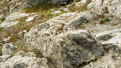 Ground squirrel Video stock 114893483