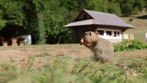 Ground squirrel 스톡 동영상 329617102
