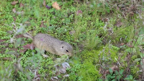 Ground squirrel foraging for bedding for its den, preparing for winter Stock Footage 318338202