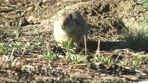 Ground Squirrel Foraging in Grass in Yellowstone National Park Stock Footage 93090999
